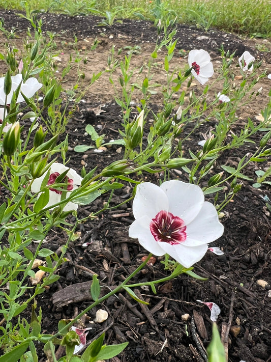 Linum Bright Eyes