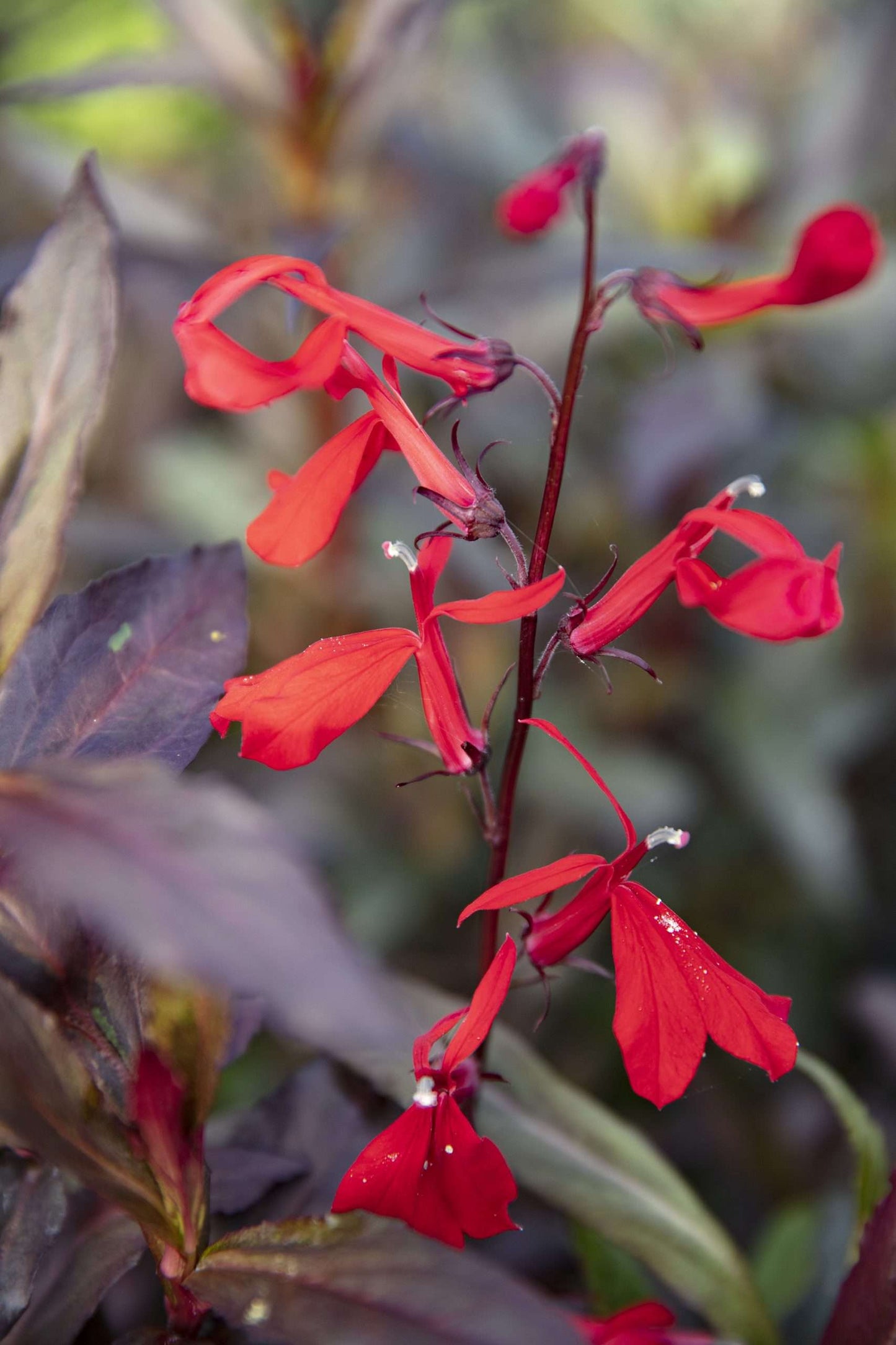 Lobelia Queen Victoria (Red leaved lobelia) - Marginal Pond Plants - MP068