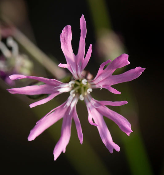 Lychnis flos-cuculi (Ragged robin) - MP069 Packs