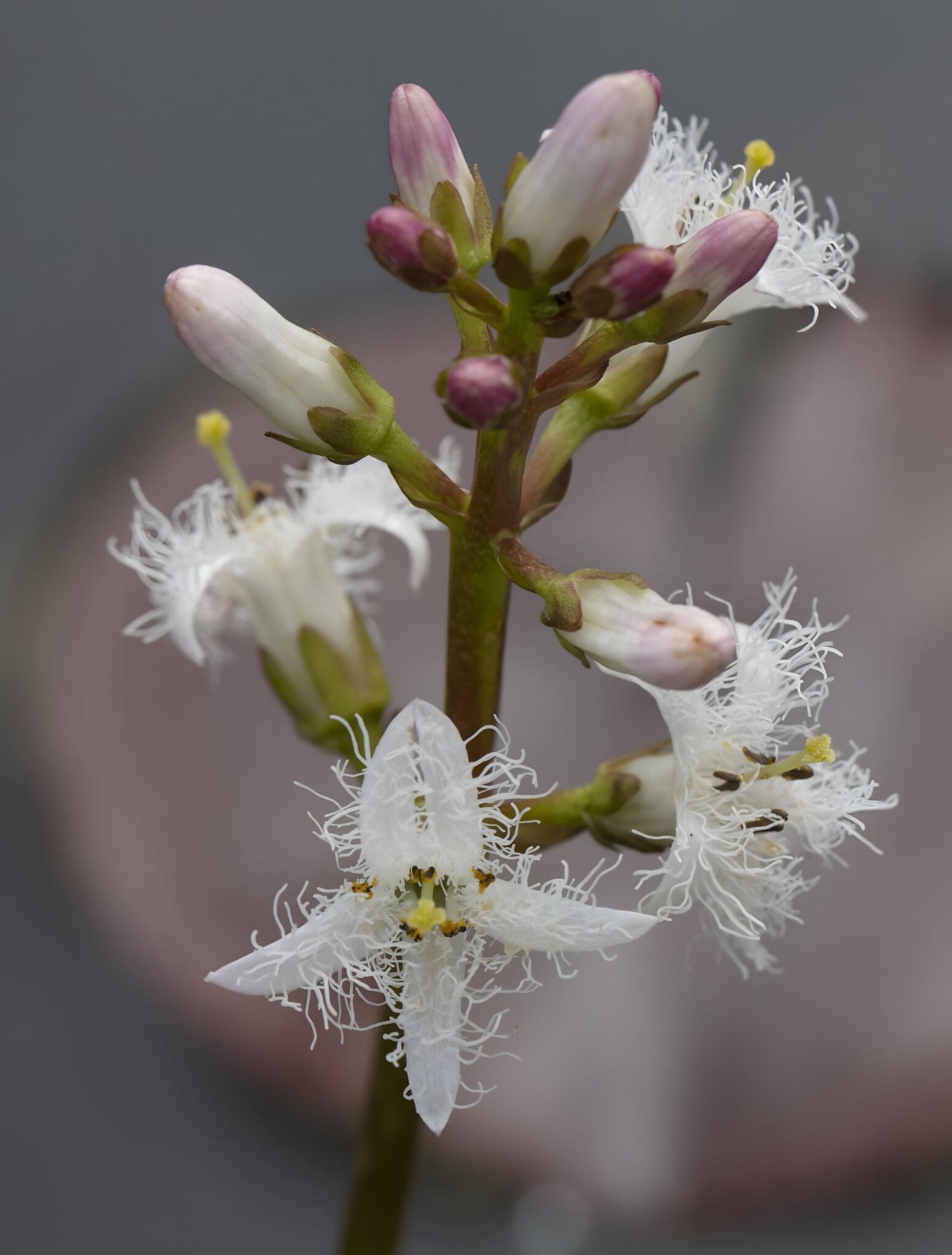Menyanthes trifoliata