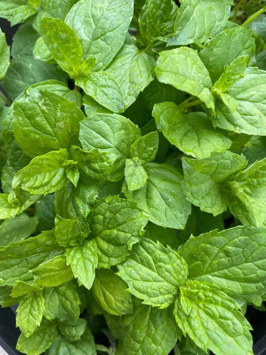 Mint Peppermint