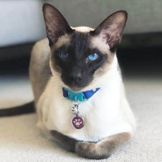 KITTYRAMA MONTE CARLO CAT COLLAR - Quick Release, Breakaway, Hypoallergenic