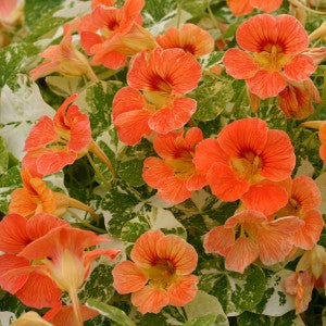 Nasturtium Alaska Apricot