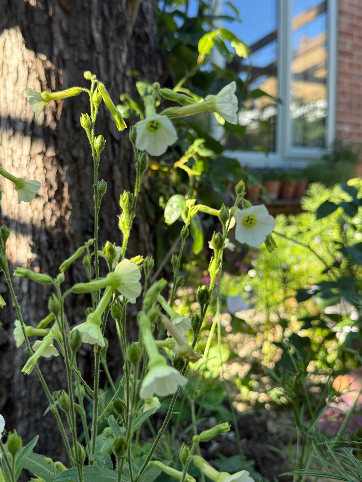 Nicotiana Starlight Dancer