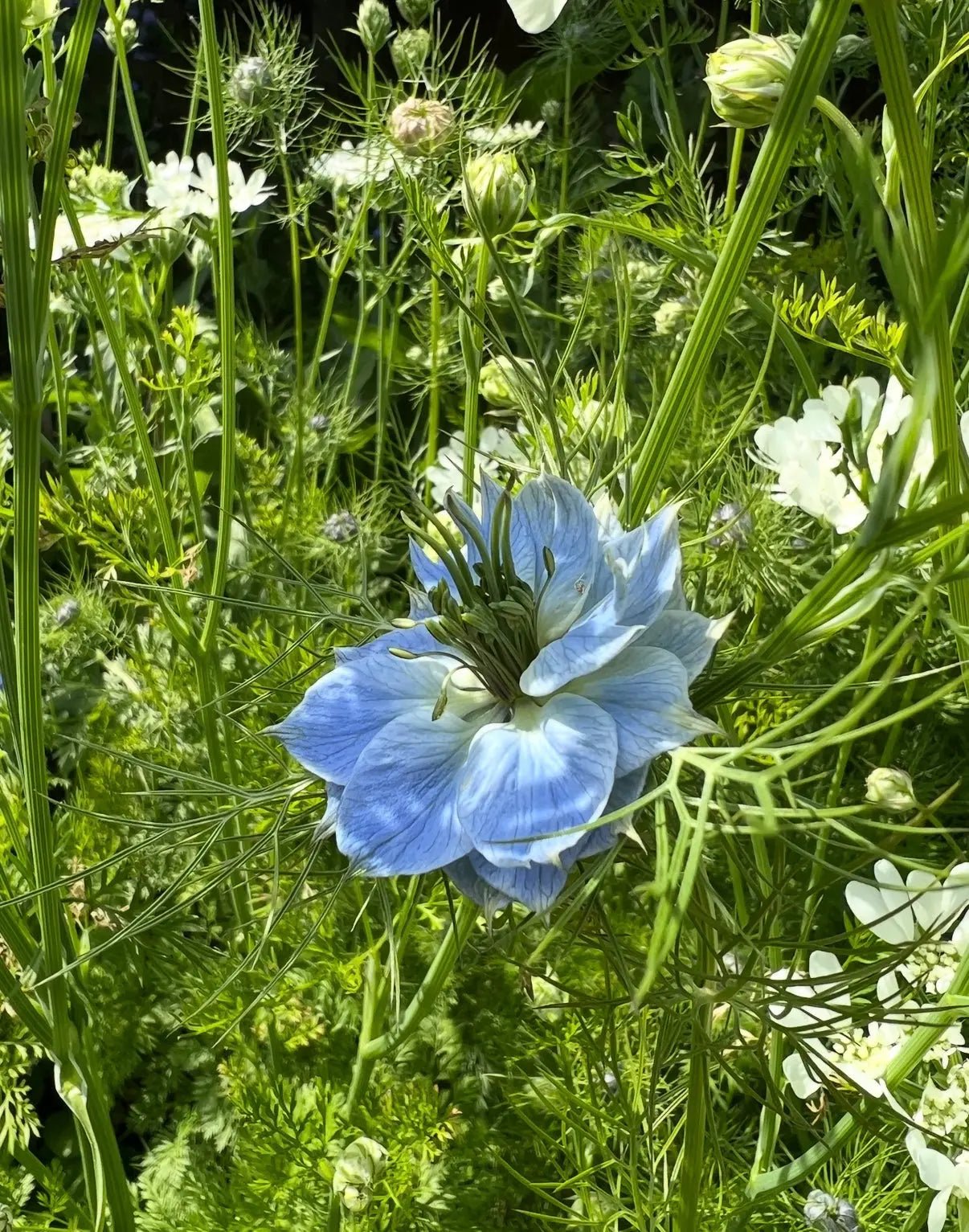 Nigella 'Miss Jekyll' Blue (Love-in-a-mist)