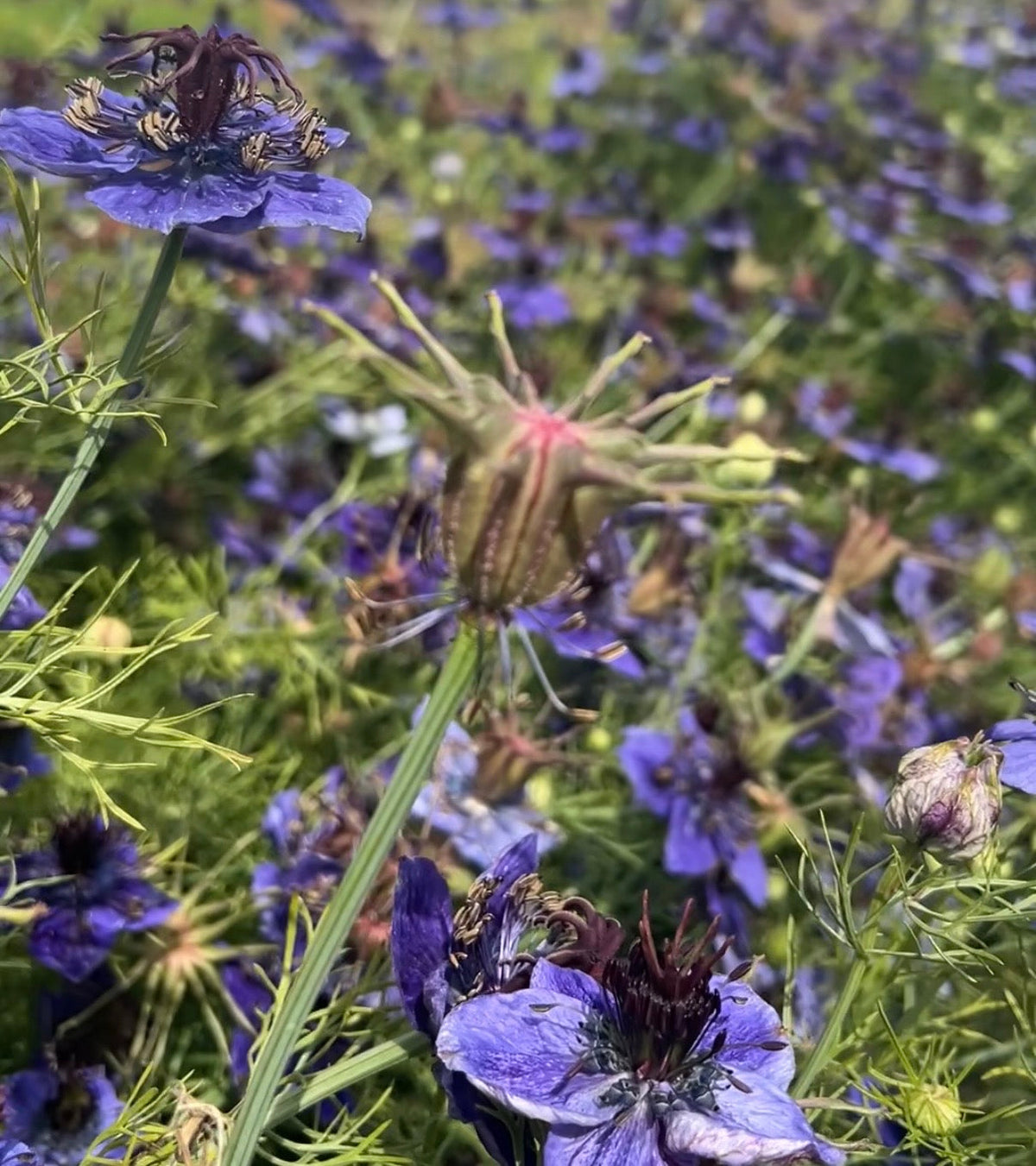 Nigella hispanica