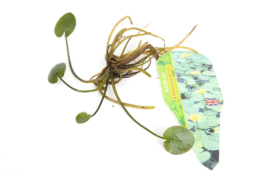 Pond Starter & top up Packs - Oxygenating - Compost and Pots