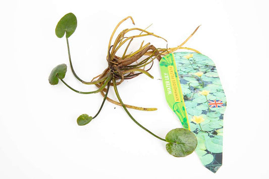 Pond Starter & top up Packs - Oxygenating - Compost and Pots