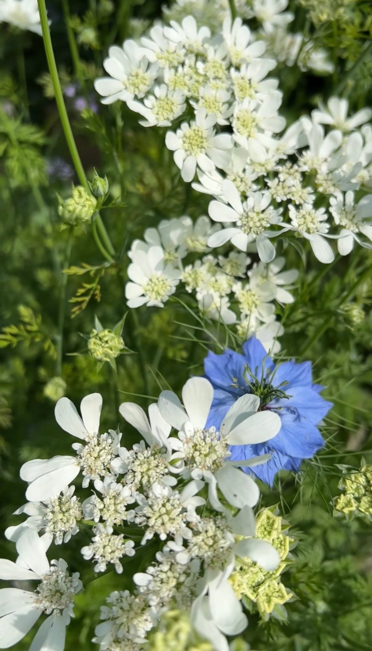 Orlaya Grandiflora