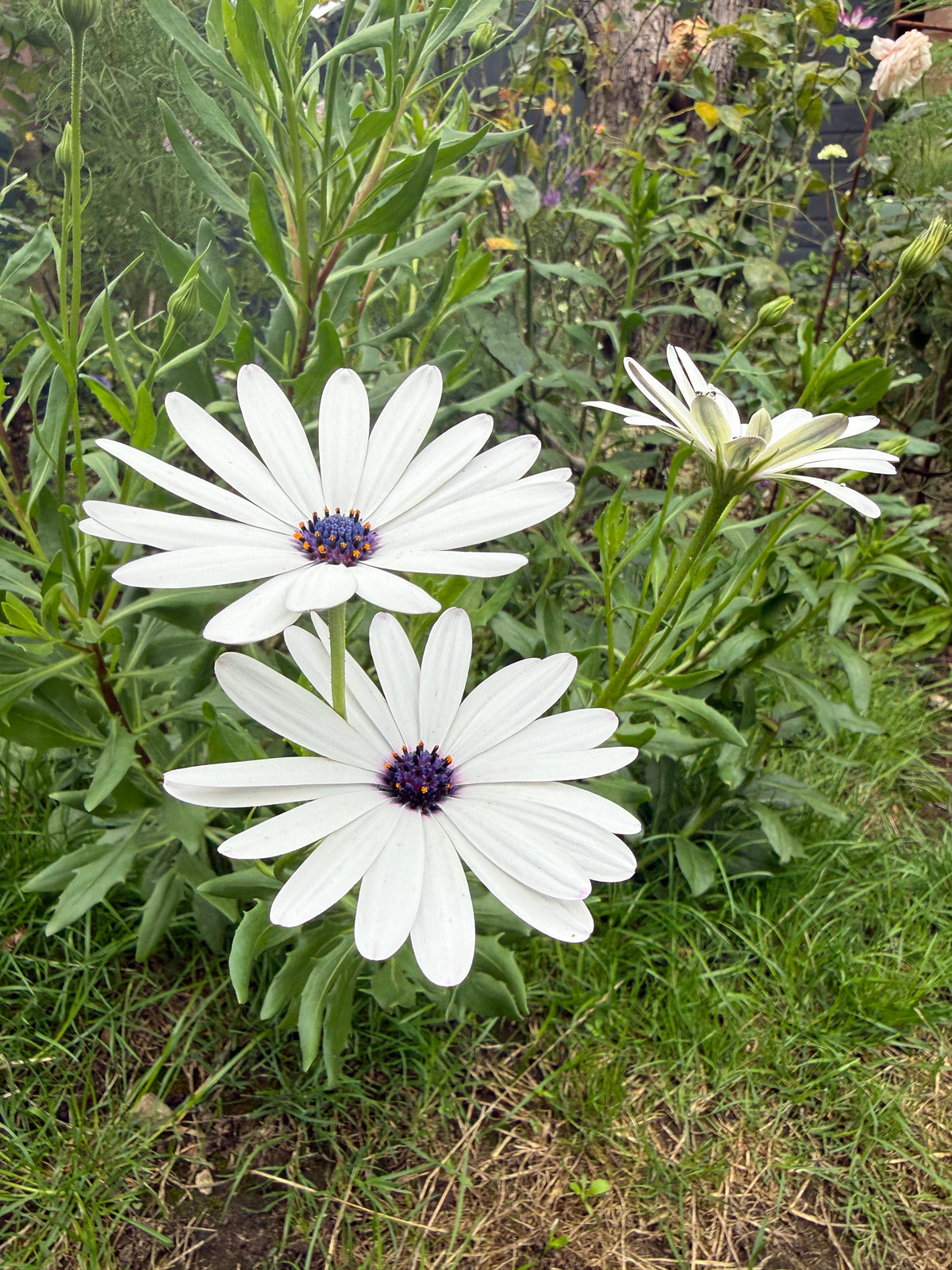 Osteospermum Sky and Ice - African Daisy