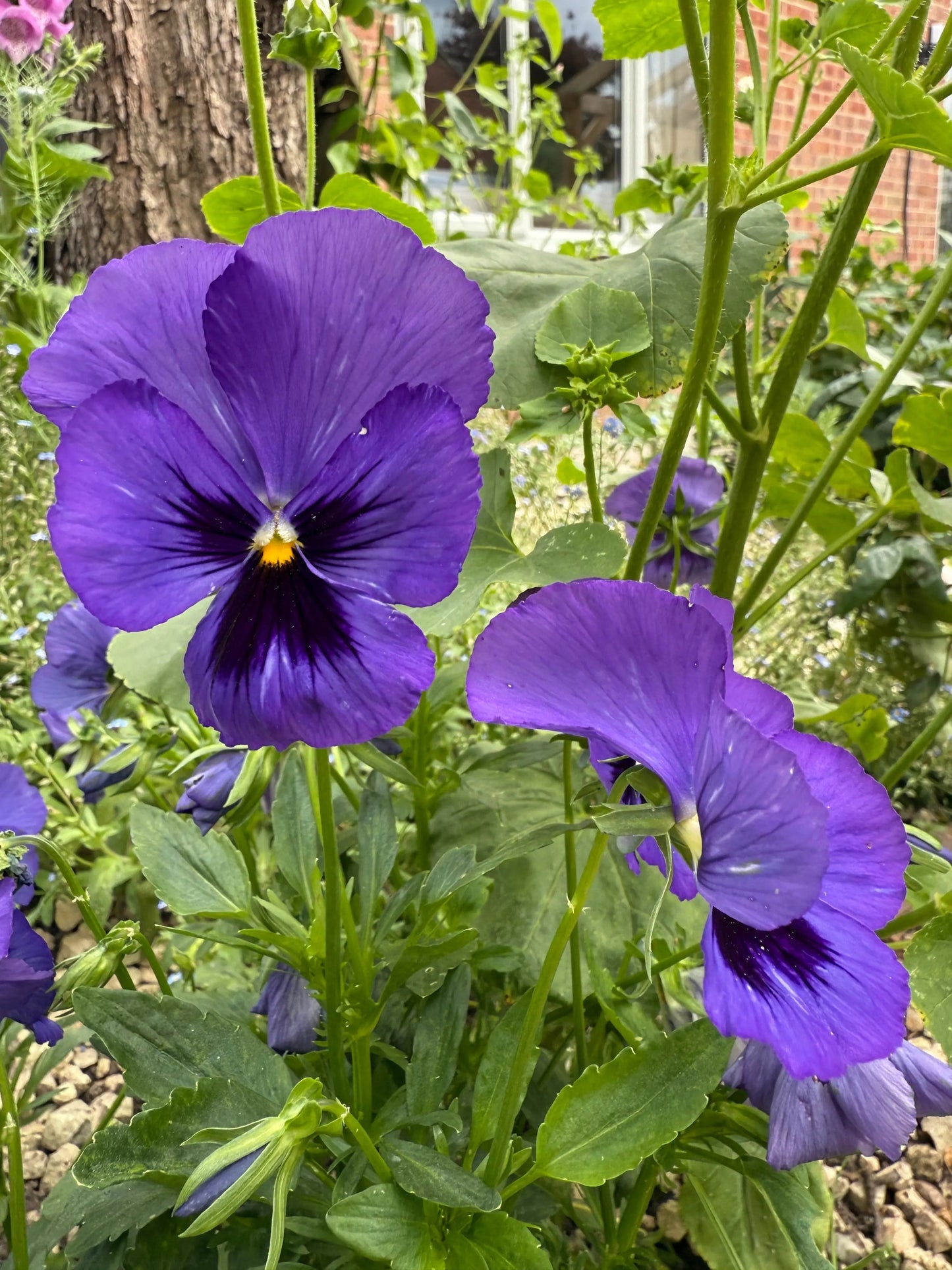 Pansy Swiss Giant Ullswater Deep Blue