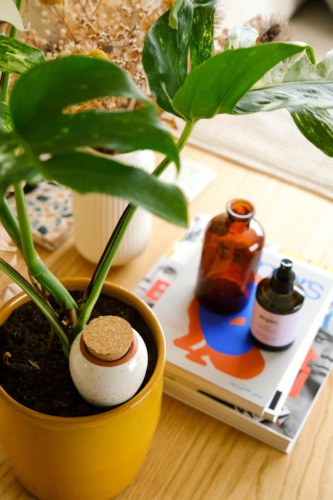 Speckled white Pepin Olla in a yellow plant pot with a cheese plant