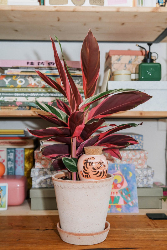 Tiger Pepin Olla by Camille Gressier in a pot with a pink-leaved houseplant on a shelf
