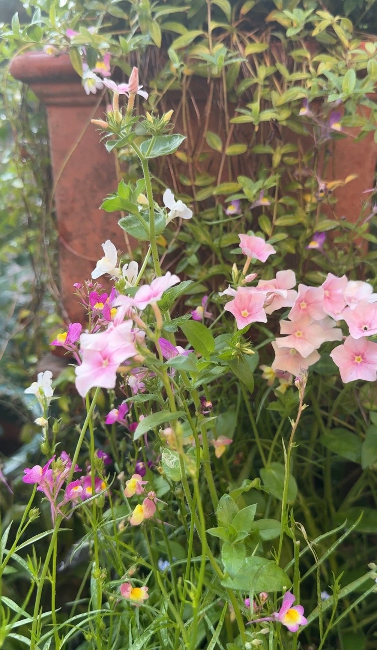 Phlox Blushing Bride