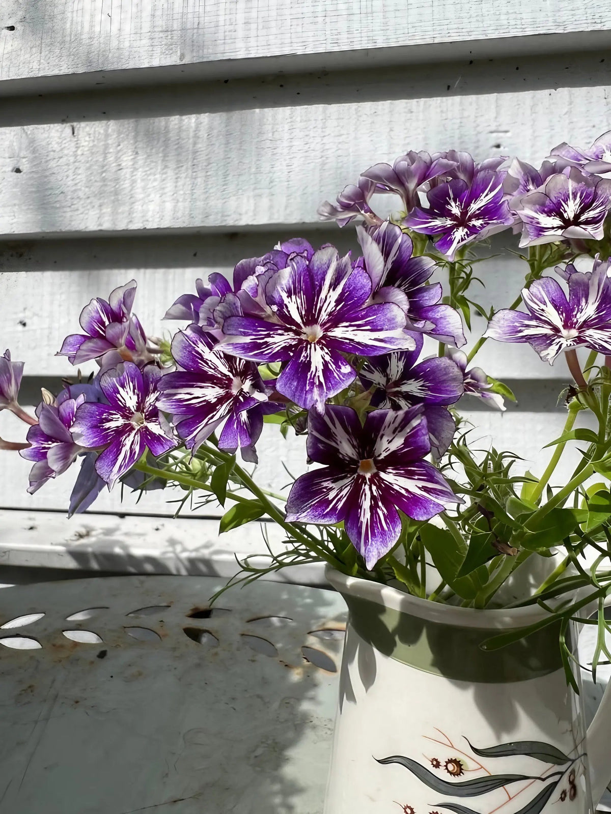 Phlox Sugar Stars