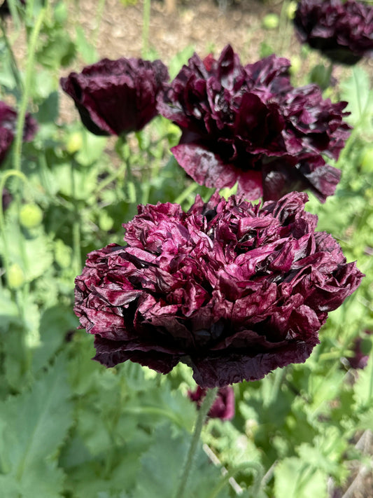 Poppy Black Peony