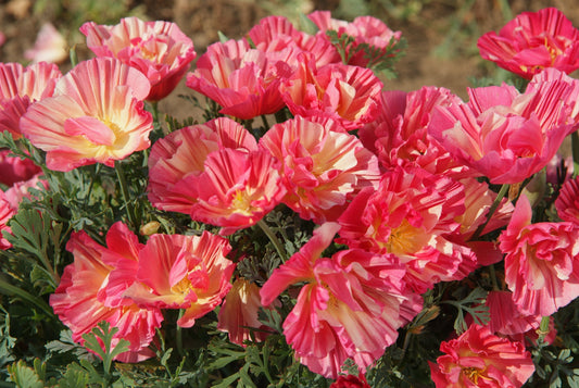 Poppy Californian Thai Rose Chiffon