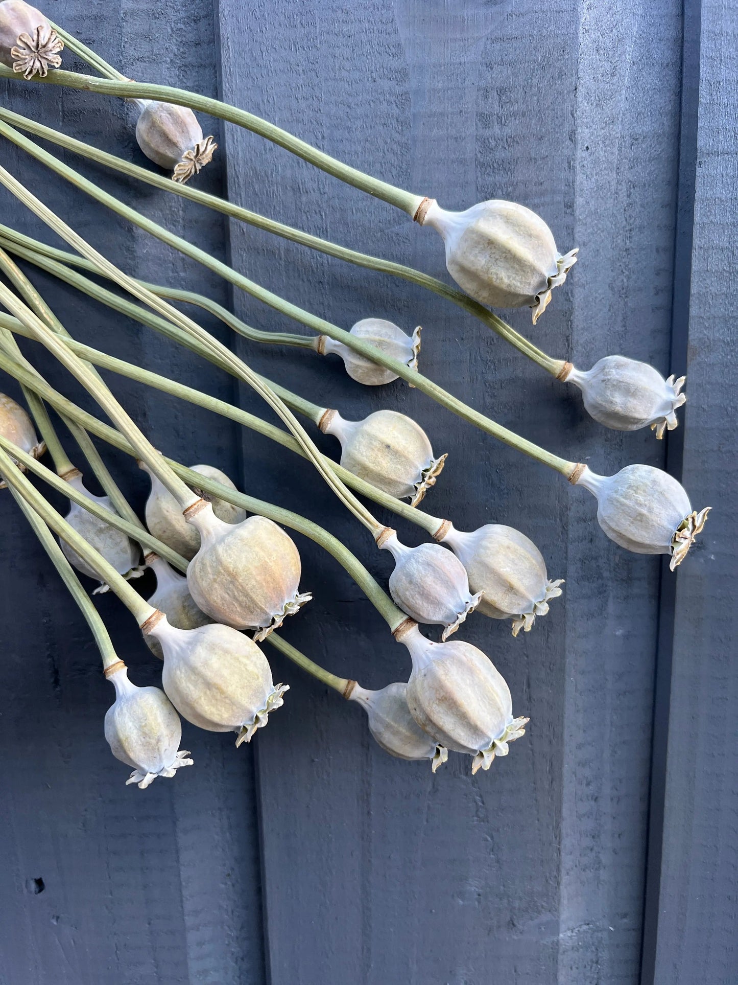 Poppy Heads Dried (Mixed Sized Heads)