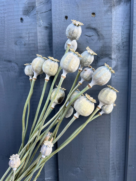 Poppy Heads Dried (Mixed Sized Heads)