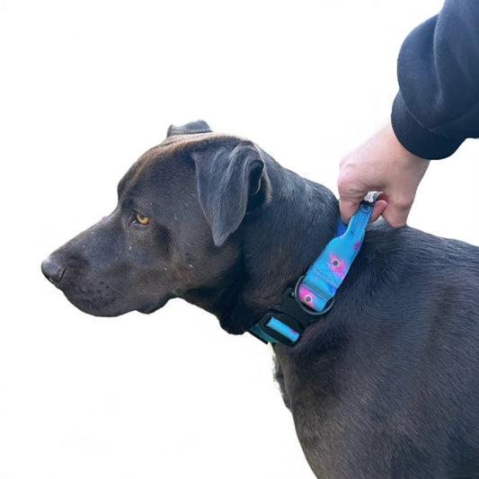 Power Peacock Tactical Dog Collar