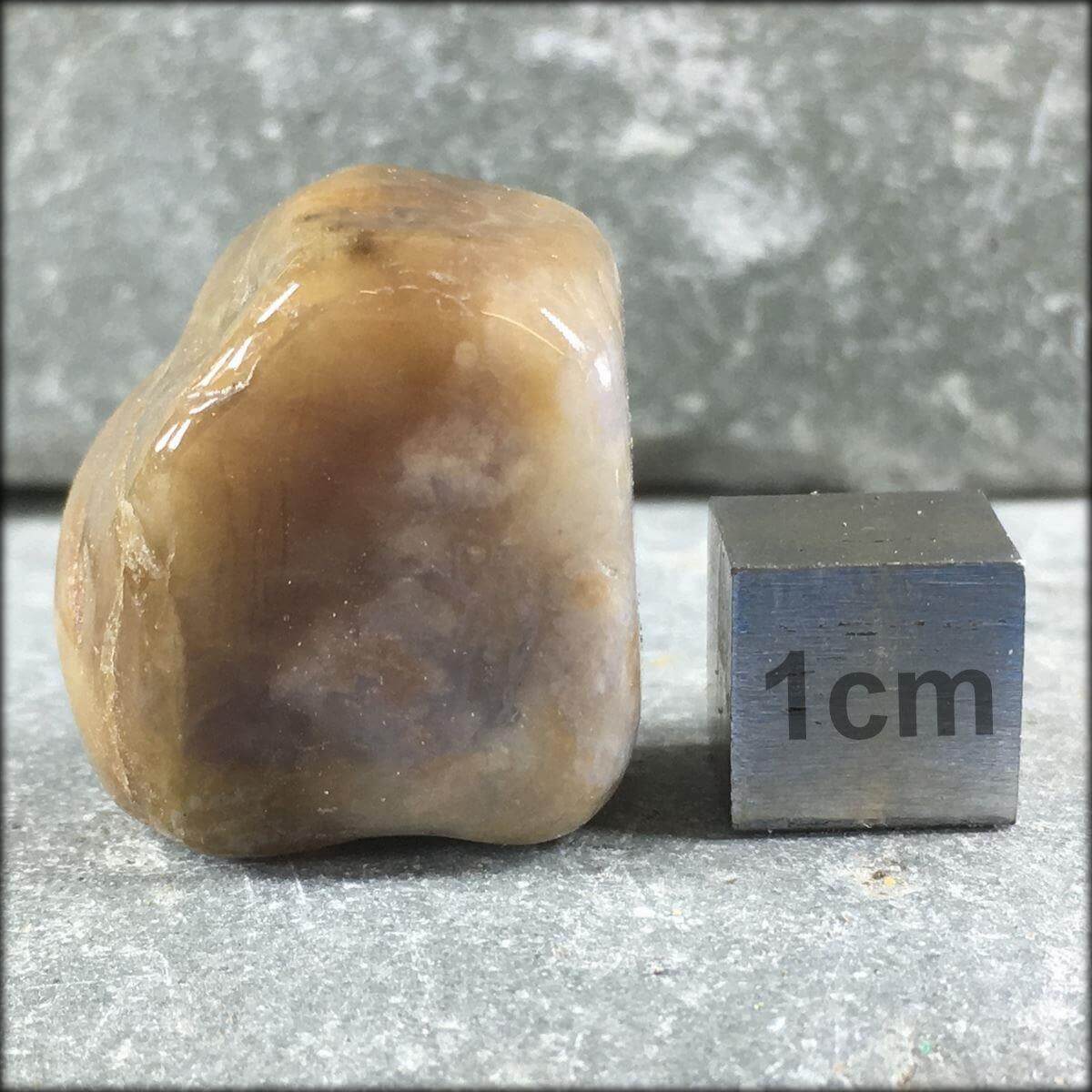 Genuine Dinosaur Coprolite