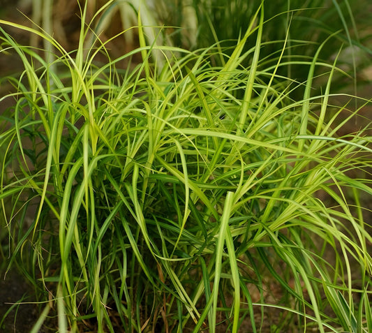 Carex muskingumensis