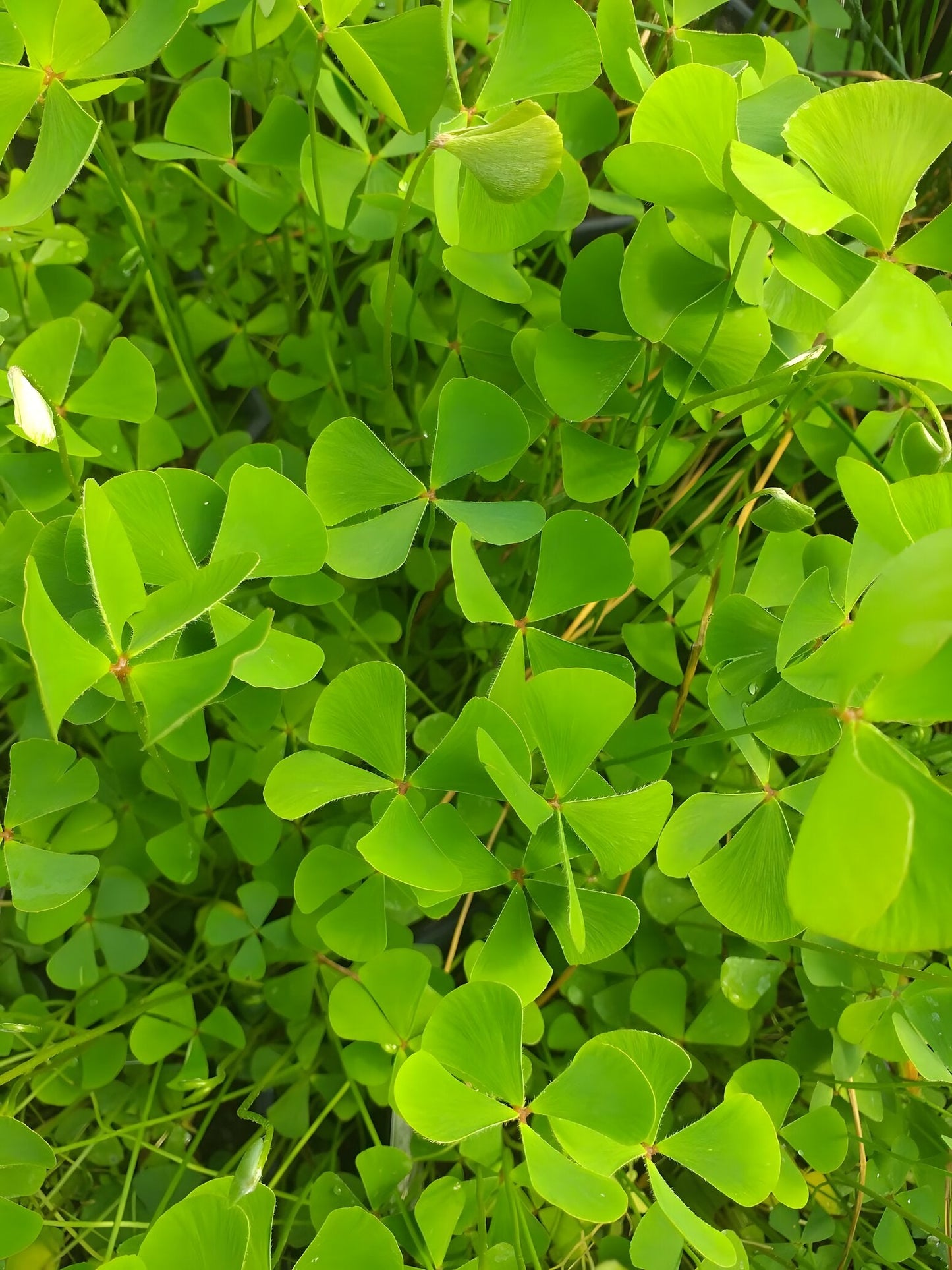 Marsilea quadrifolia