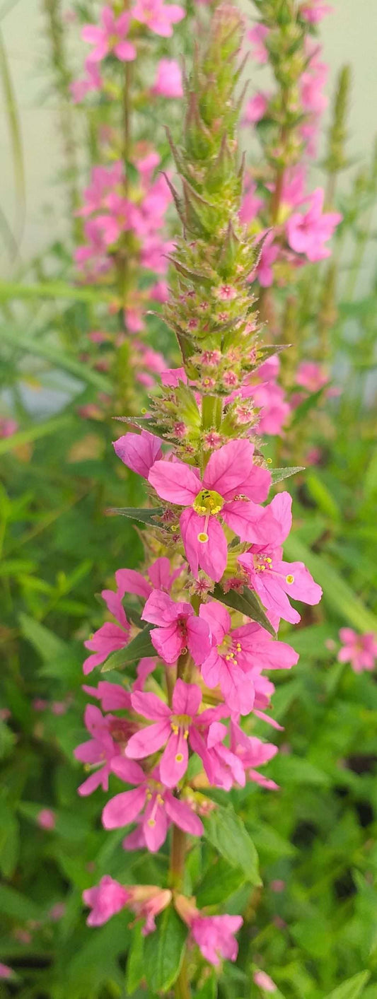 Lythrum salicaria Robert (Loosestrife) - Marginal Pond Plants - MBP077A