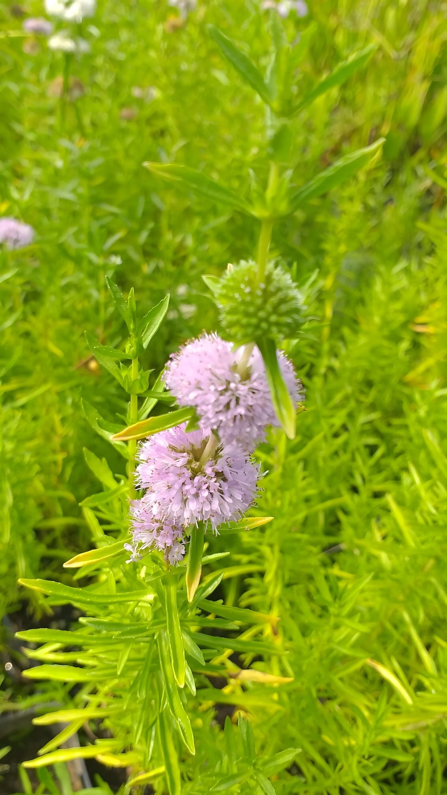 Preslia cervina (Mentha cervina)