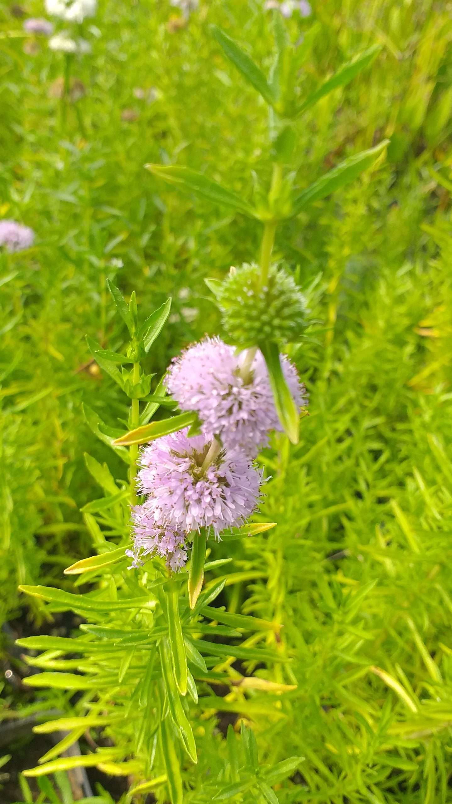 Preslia cervina (Mentha cervina) - Marginal Pond Plants - MP097