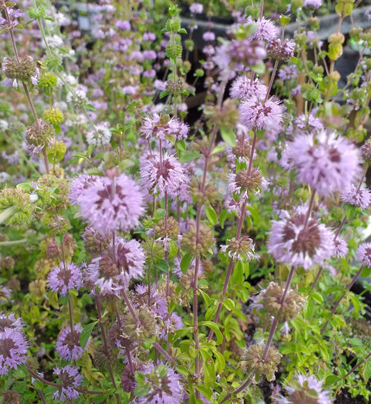 Mentha pulegium