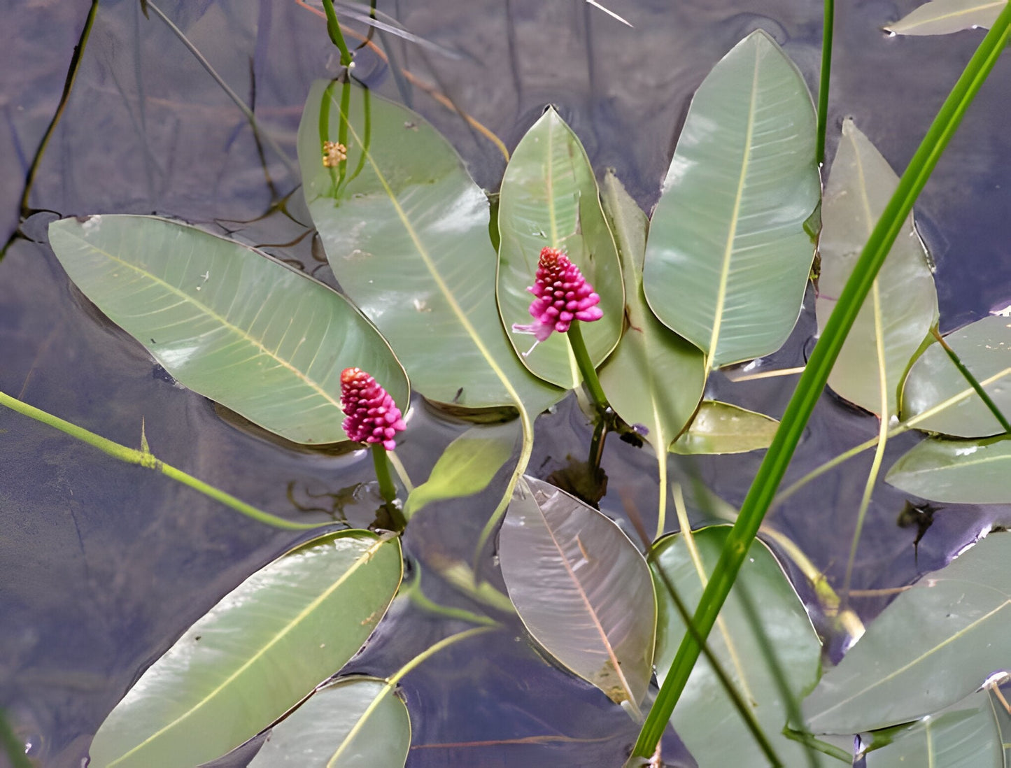 Persicaria amphibia