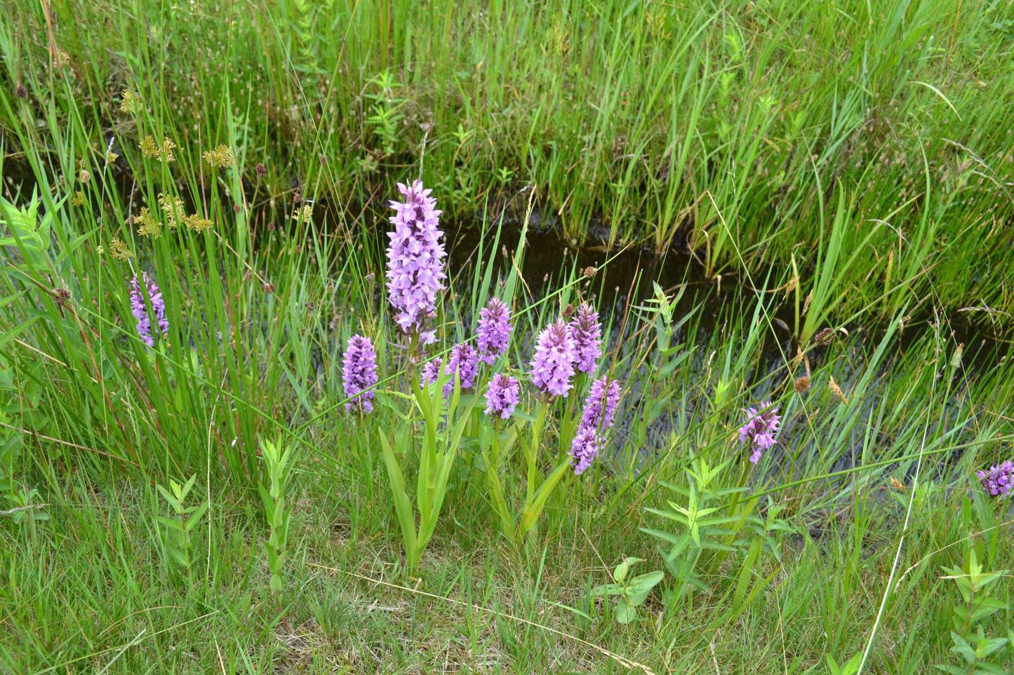 Dactylorhiza majalis praetermissa - Marginal Pond Plants - MP032