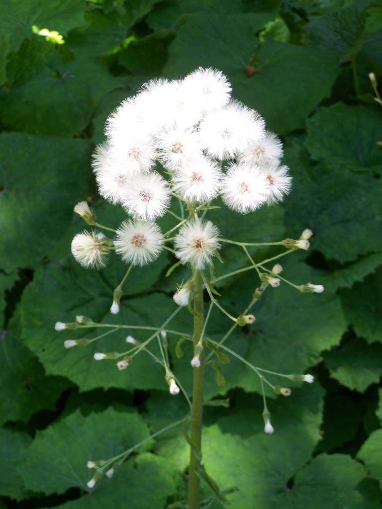 Petasites albus - Marginal Pond Plants - MP089