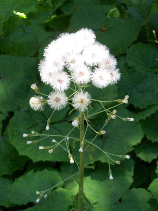 Petasites albus - Marginal Pond Plants - MP089