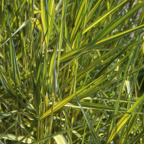 Phragmites australis ‘Variegatus’ - Marginal Pond Plants - MP091A