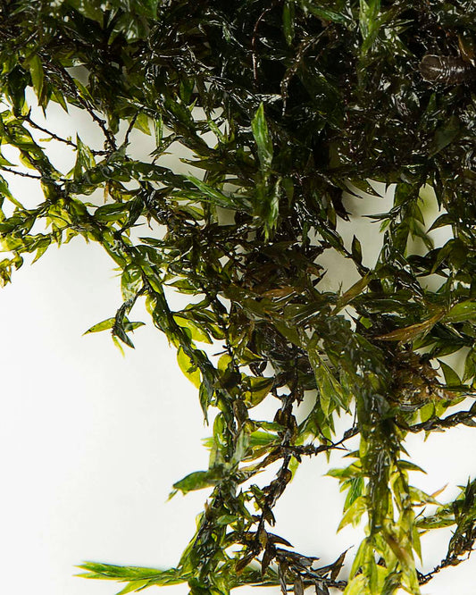 Fontinalis - oxygen plant - pond plant - water plant - OX007