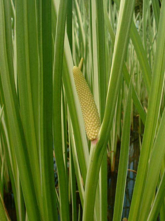 Acorus calamus (Sweet flag) - Marginal Pond Plants - MP001