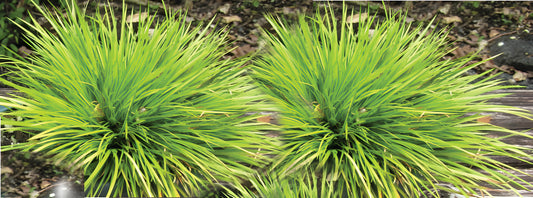 Acorus gramineus 'Pusillus'