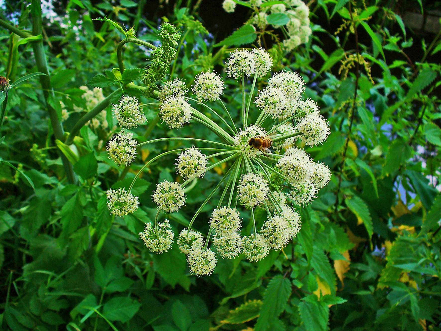 Angelica archangelica - Marginal Pond Plants - BP007