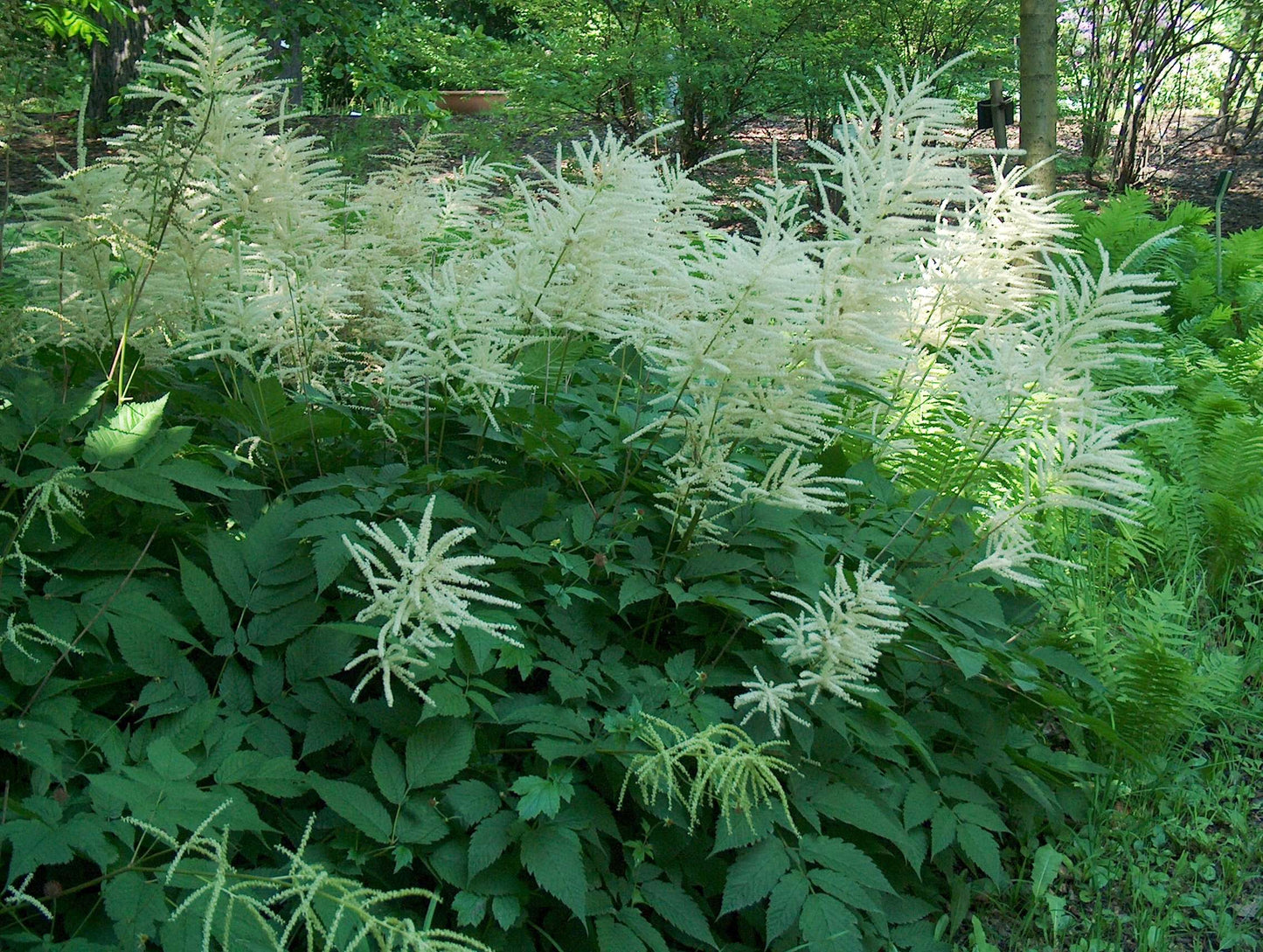 Aruncus dioicus - Marginal Pond Plants - BP010