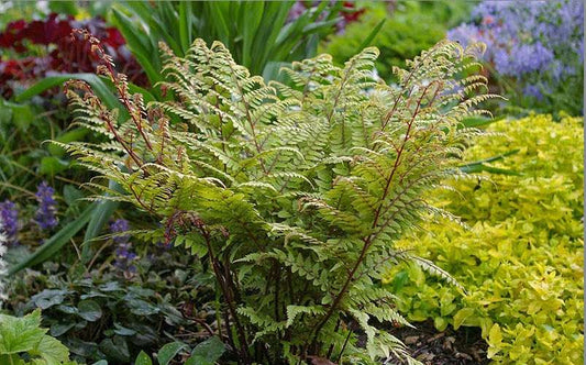 Athyrium otophorum okanum - Marginal Pond Plants - BP019