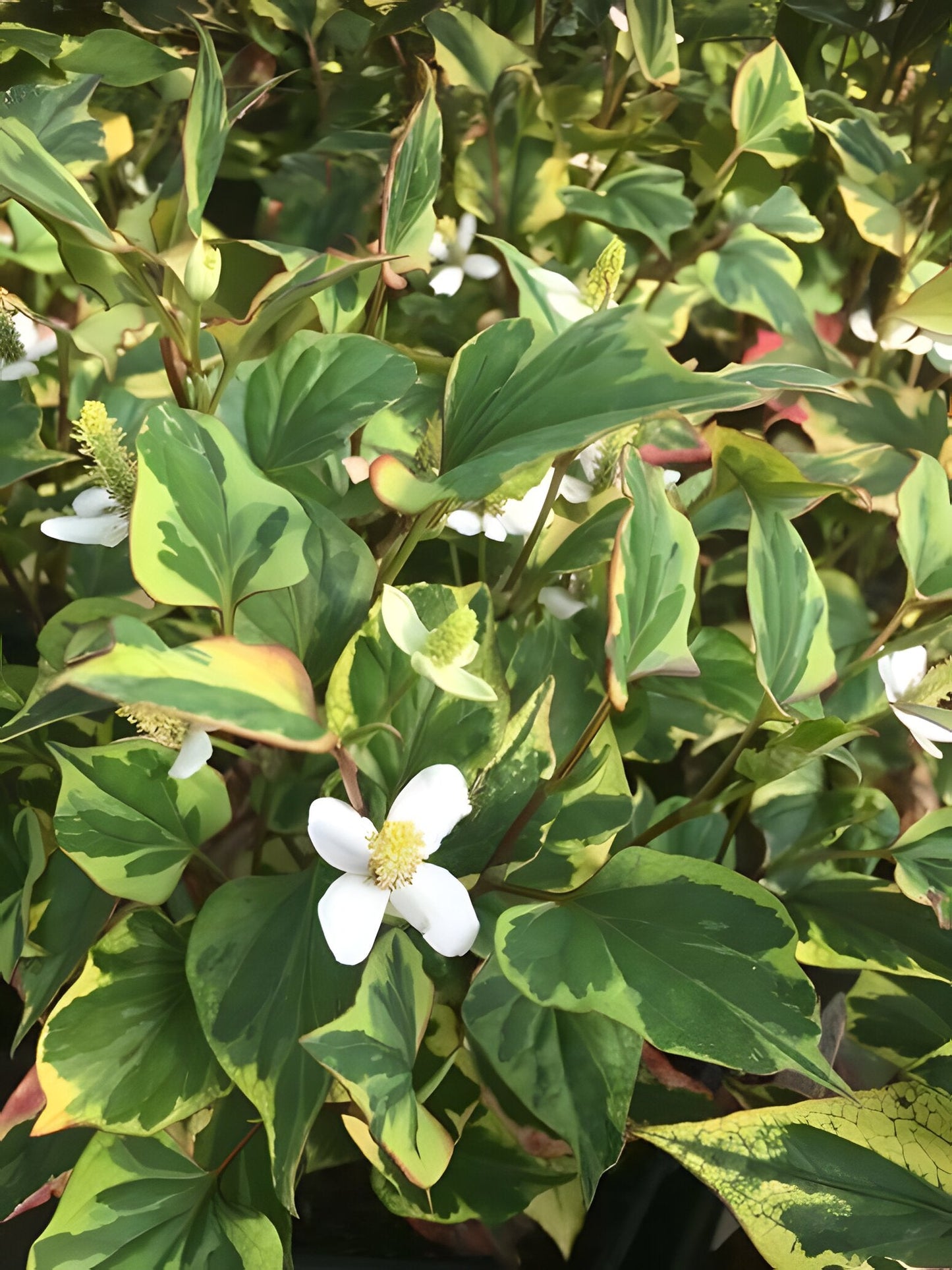 Houttuynia cordata 'Boo Boo'