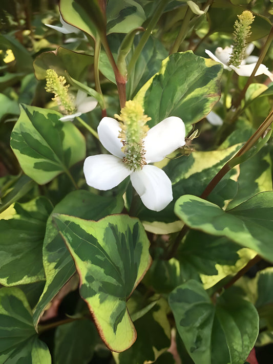 Houttuynia cordata 'Boo Boo'