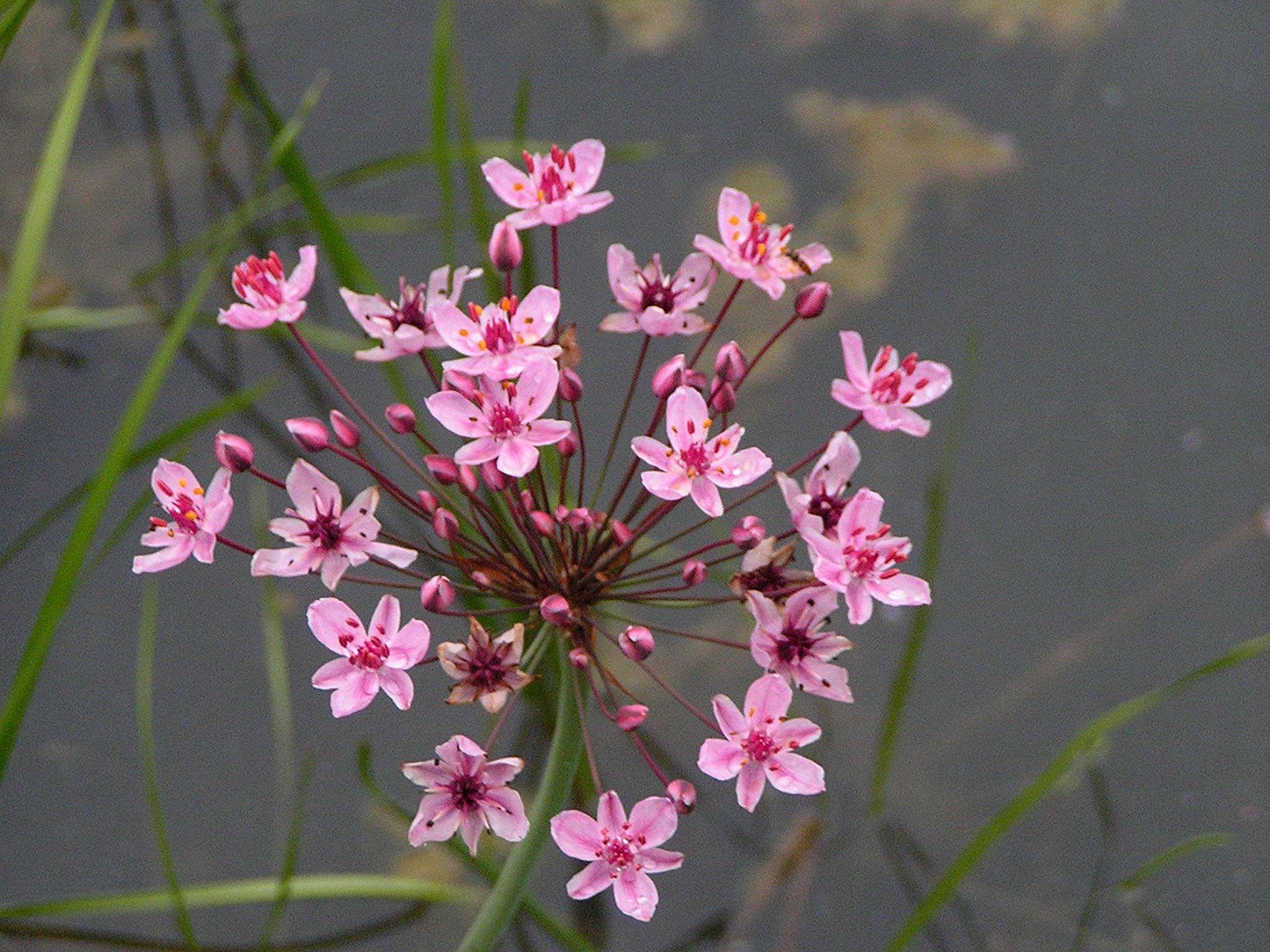 Lincolnshire Pond Plants Frog Pack potted - FFPL02