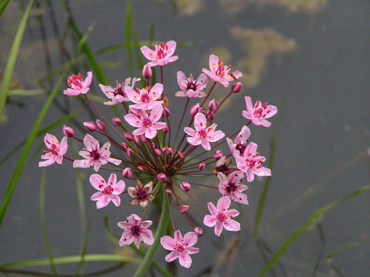 Butomus umbellatus
