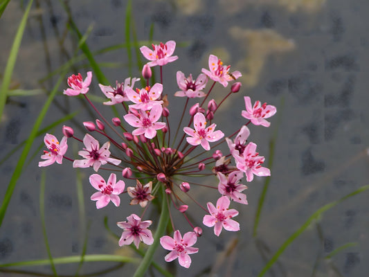 Butomus umbellatus (Bargain)
