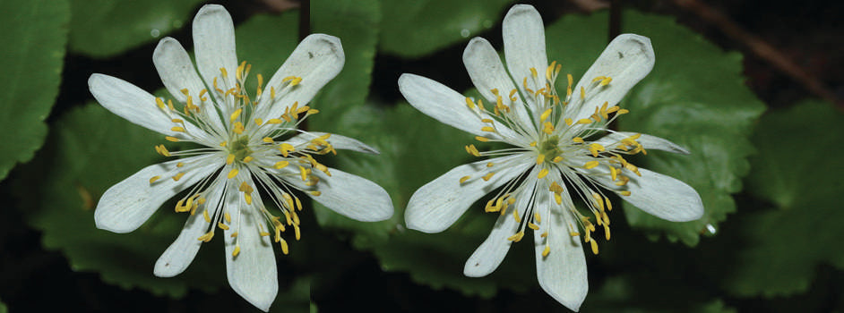 Caltha palustris (Leptosepala) - Marginal Pond Plants - MP016