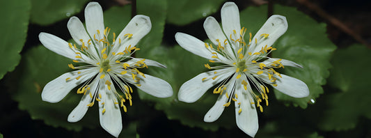 Caltha palustris var. leptosepala