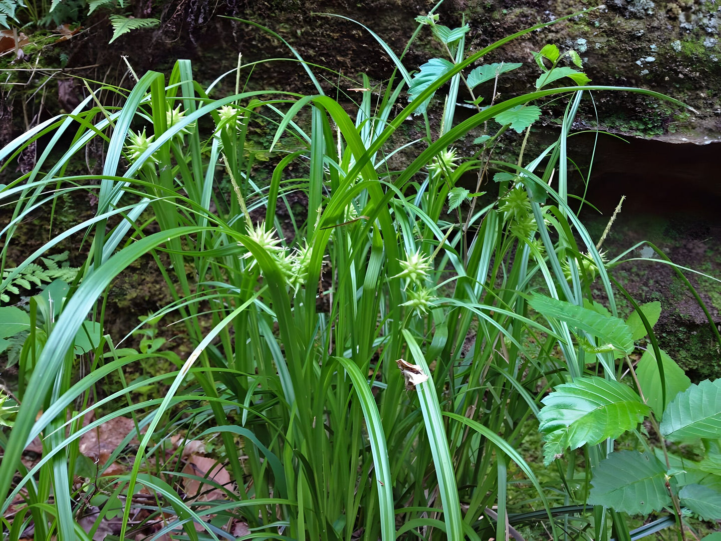 Carex grayi